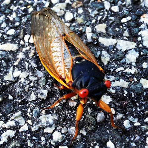 Living On Earth Science Note Cicadas Meet Citizen Science