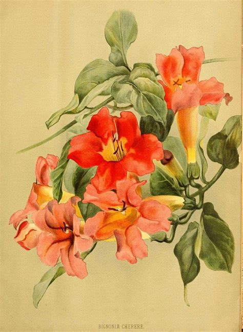 blood red trumpet vine  vine illustrations