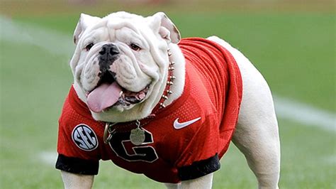 Uga X Most Decorated Bulldog Mascot In Program History Dies Early