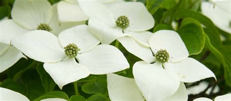 Flowering Dogwood Trees Everything You Need To Know Fast Tree