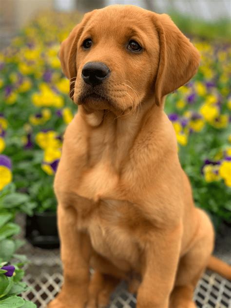 The Golden Retriever Lab Mix Your Smart Energetic And Devoted