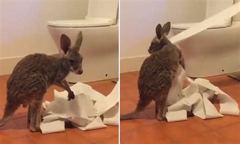 Indi The Adorable Orphan Kangaroo Caught Eating Toilet Roll In Alice