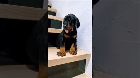Puppy Girl ♀️ 6 Weeks Old European Doberman Neverland Ranch Fci