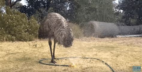 Emu Discovers A Sprinkler And Completely Loses His Mind