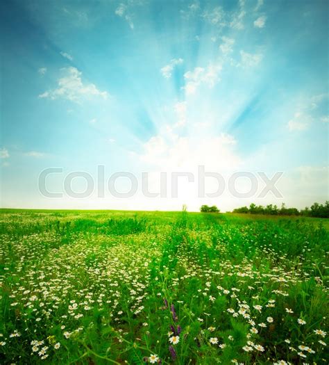 Green Meadow Under Blue Sky With Stock Image Colourbox