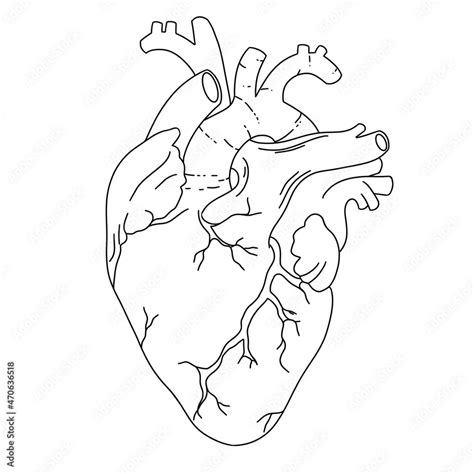 Heart Anatomy Line Art Heart Line Art Human Anatomy Cardiology
