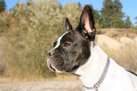 Often spelled out as brindle pit bull or even called a brindle pittie, these powerful pooches may look intimidating, but they are real sweethearts. pozie: French Bulldog Boston Terrier Mix Brindle