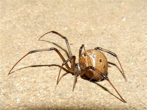 Theridiidaelatrodectus Geometricus Female Brown Widow Spider Female