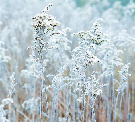Frozen Winter Meadow Close Up Stock Photo Image Of Frosted Botanic