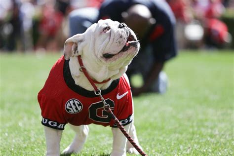 Uga Named Top College Mascot A Look At Georgias Bulldog Through The