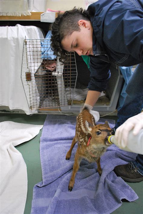 Internships | Wolf Hollow Wildlife Rehabilitation Center
