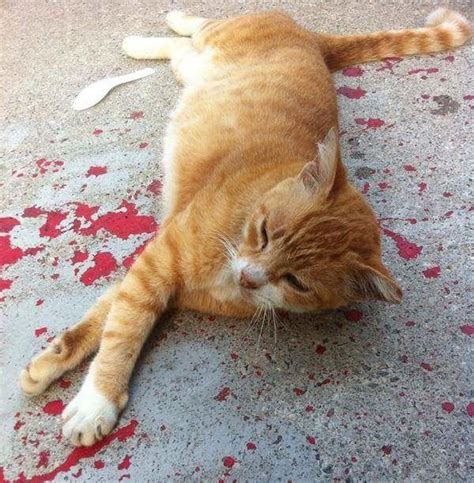 Kind Stranger Ran To The Rescue Of A Bleeding Cat And Got A Huge