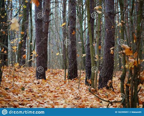 Pine Forest Slender Tree Trunks In The Autumn Forest Stock Image