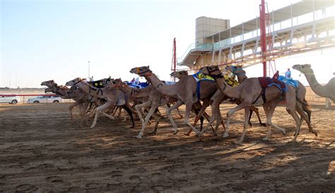 Camel Race At Al Marmoum Racing Track Sahilosophy