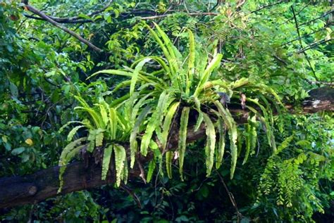 We major supply best quality products with affordable price to. Large ferns above the Kinabantagan River in Sabah, Malaysia