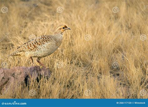 Sand Grouse In A Classic Pose Taken In Ranthambore India Stock Photo