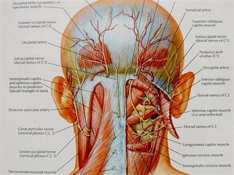 Brain Diagram Migraine Surgery Decompression Of Nerves