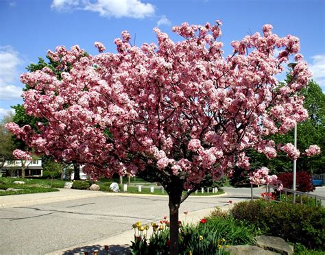 Crabapple trees are particularly susceptible to the diseases apple scab, leaf spot and fire blight. coralburst crabapple - Google Search | Tree Ideas ...