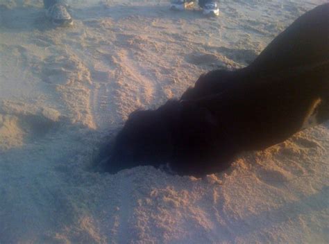 He Had So Much Fun Sticking His Head In The Sand Head