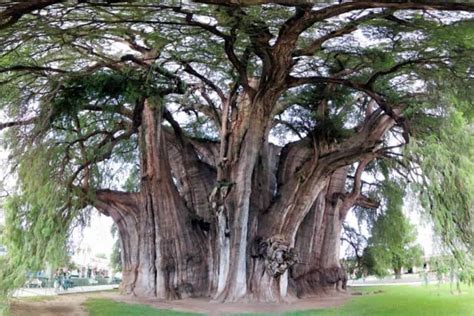 10 Of The Strangest Trees Around The World
