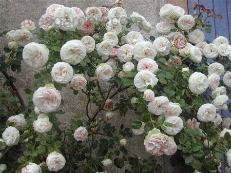 Plantfiles Pictures Large Flowered Climbing Rose Eden
