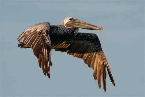Pelicans Animal Facts Pelican Bird Facts Az Animals They Can Reach