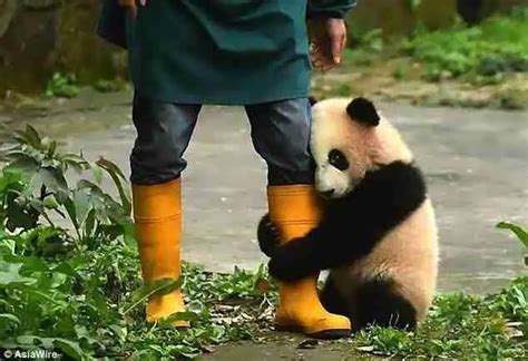 Why Do Giant Pandas Hug Legs 3 Cute Reasons Why