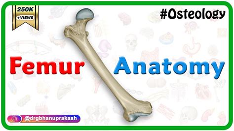 Femur Anatomy Osteology General Features Attachments