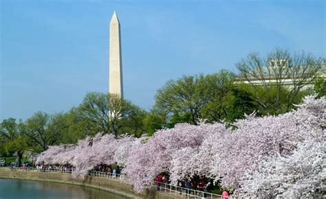 Where To See Cherry Blossoms In The Dc Area Dc Gardens
