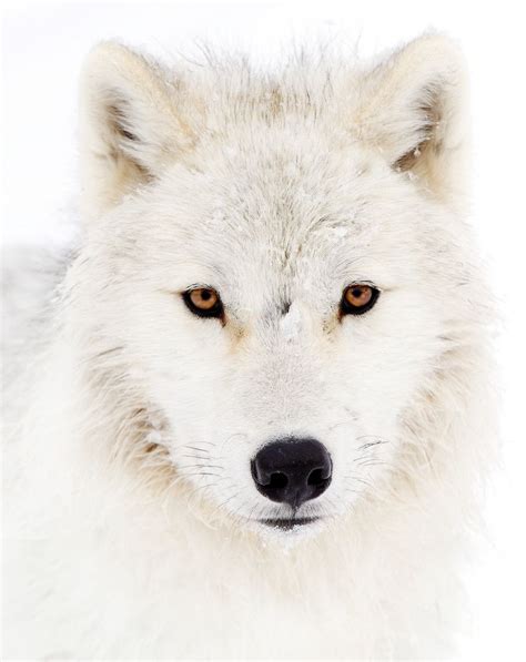 The Beauty Of Wildlife Arctic Wolf White Wolf Wolf Photos