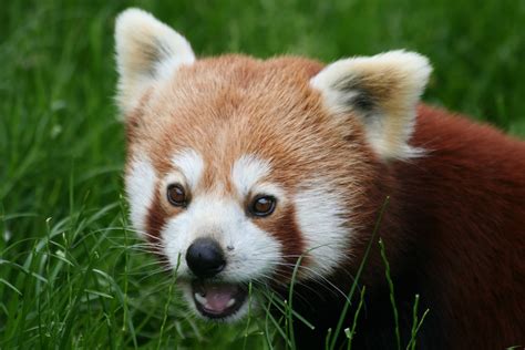 Please make sure you don't feed the animals without permission. Schutzprojekt Kleiner Panda - Zoo und Naturschutz - Zoo ...