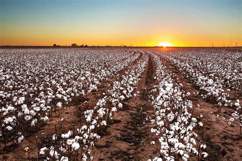 Amazon.com: Cotton Field Photography, Lubbock Cotton Sunset Photo Print 