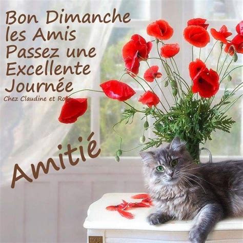 Pin by Mazef Anita on bon dimanche | Cats, Animals