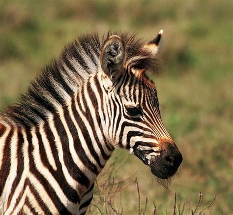 Tanzania Baby Zebra Zebras Animals Wild