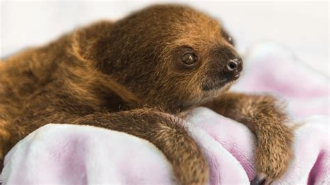 Please Look At This New Baby Sloth Named Vivien Mashable