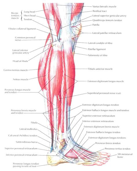 Leg Muscle Anatomy Diagram
