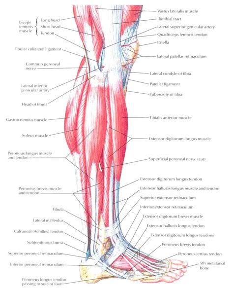 Leg Muscles Diagram Labeled Photos