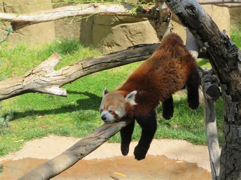 Red Panda Zoochat