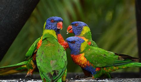 Drunk Birds Inebriation In The Wild Australian Geographic