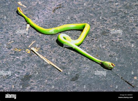 Dead Venomous Green Tree Snake Laying In The Road After Being Killed By