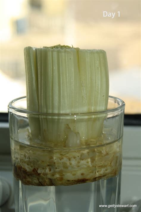 Regrowing Celery From Stalks In The Fridge