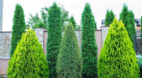 11 Best Fast Growing Trees For Privacy And Considerations When Choosing Plants Spark Joy