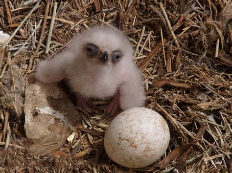 (or just drag all the way to the bottom and find it.) Birds, Blades, and the Brutal Business of Clean Energy ...