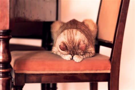 Chair Animals Cat Wallpapers Hd Desktop And Mobile Backgrounds
