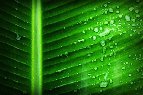 Online Crop Green Banana Leaf With Substance Of Clear Liquid Hd