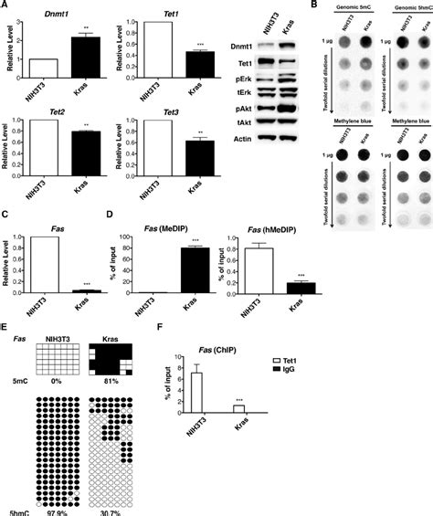 Loss Of Tet1 Expression Is Associated With Decreased 5hmc And Increased