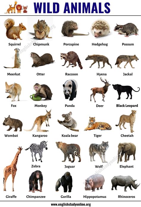 Wilde Tiere Liste Von 30 Populären Namen Von Wilden Tieren In