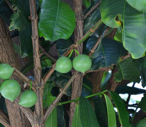 Gamboge - Garcinia tinctoria, G. xantochymus - Seeds