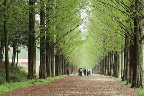 Nami Island And Petite France And Garden Of Morning Calm One Day Tour 2022
