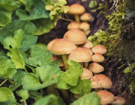 Guide To Wild Mushrooms Of Northern California Ehow